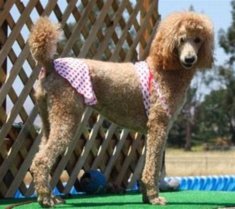 thong doggy|Dog Bikini – Fun & Cute Dog Bikinis 